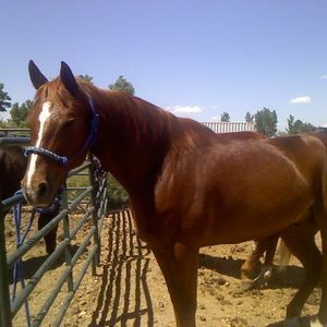 Meet your Posher, Dawn